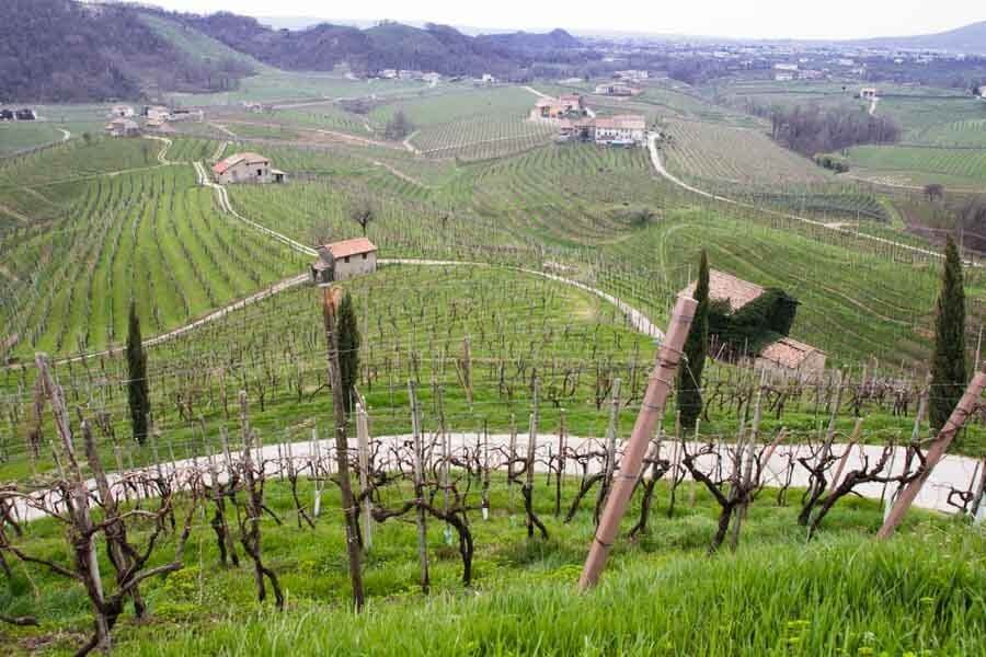 Prosecco Vines